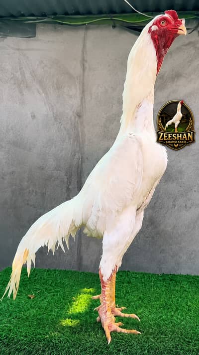 aseel shamo | white shamo| king size shamo |german shamo | 2 month old