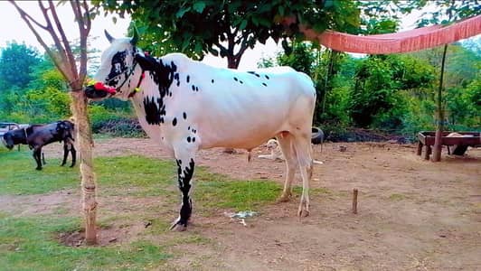 Qurbani janwar for sale|| Bull