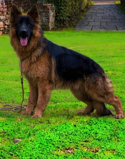 ready for you home German Shepherd