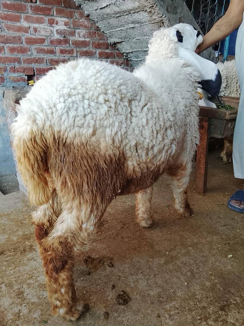 sheep 1