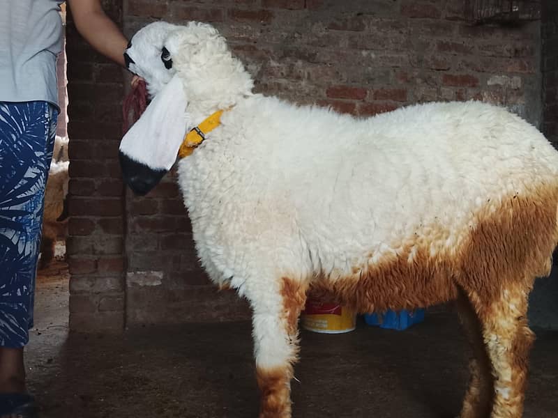 sheep 0