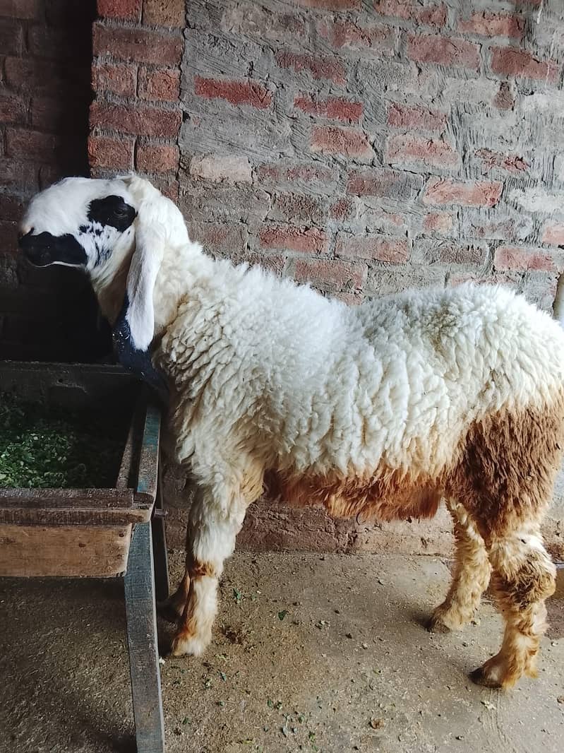 sheep 3