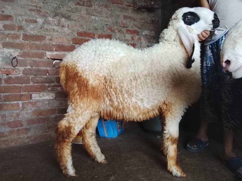 sheep 4