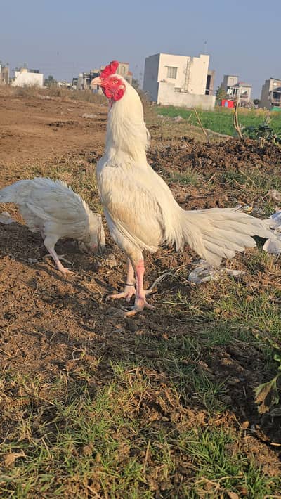 Pure white Heera aseel  breed