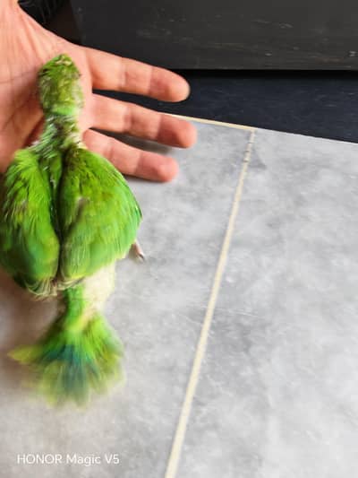 Green ringneck chicks full active