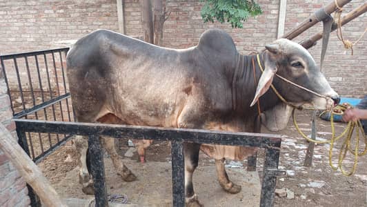 Qurbani Bulls