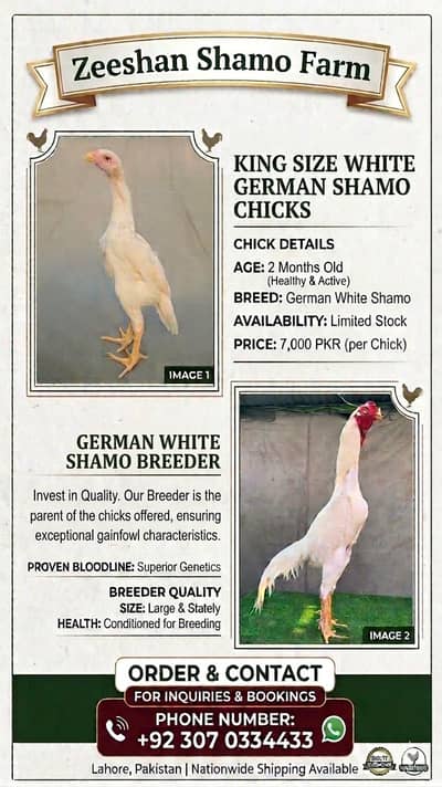 white shamo| king size shamo | german shamo | 2 month old shamo chicks