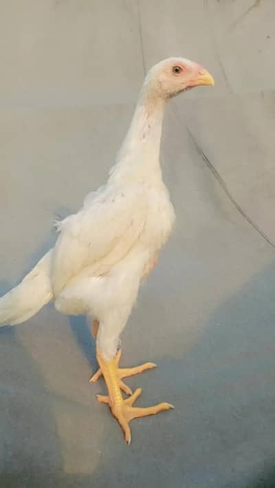 white shamo| king size shamo | german shamo | 2 month old shamo chicks