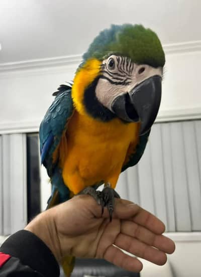 blue and gold macaw chicks for sale 03234937871
