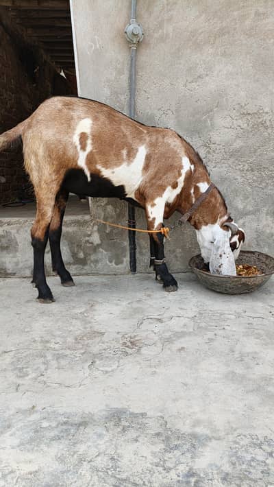 Bakra for sell