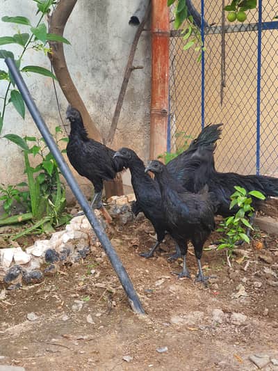 Ayam Cemani Vaccinated Set 1M 3F