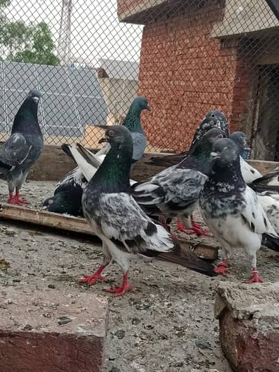 pigeon