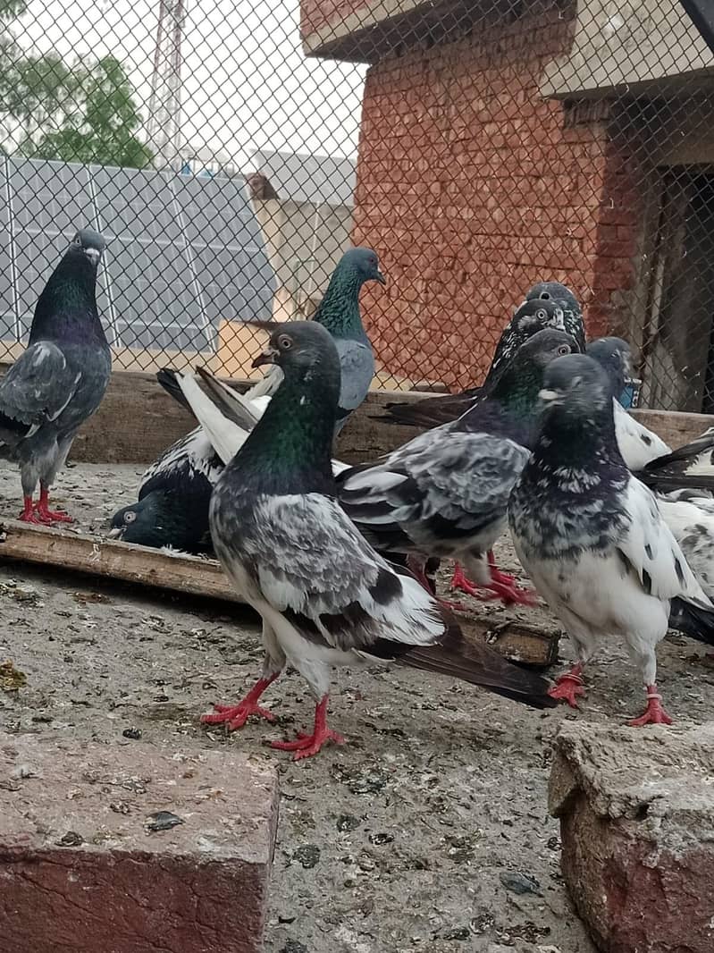 pigeon 0