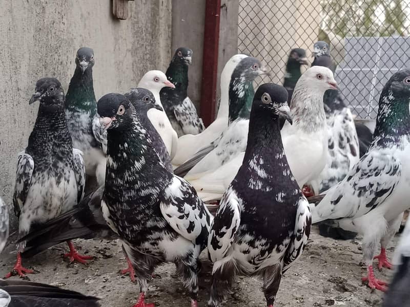 pigeon 1