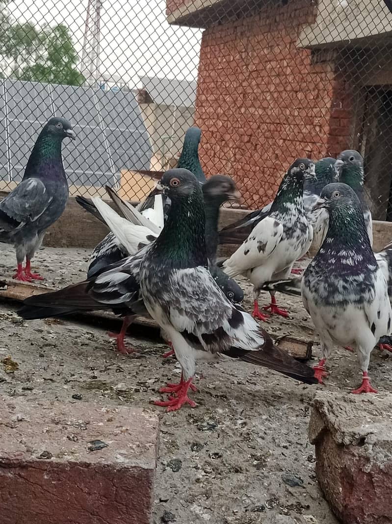 pigeon 2