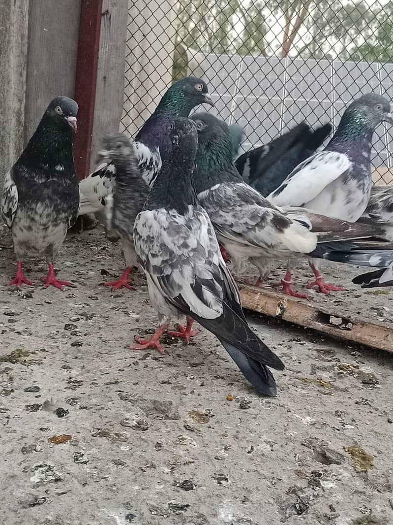 pigeon 3
