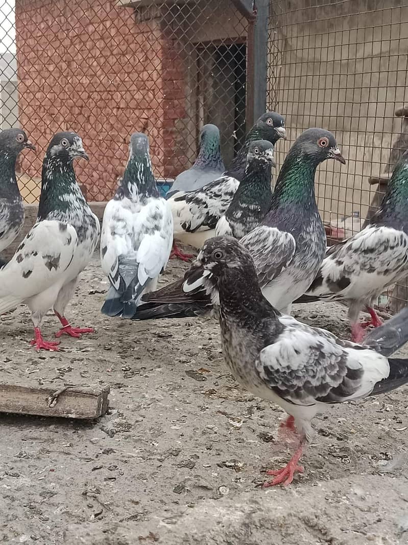 pigeon 4