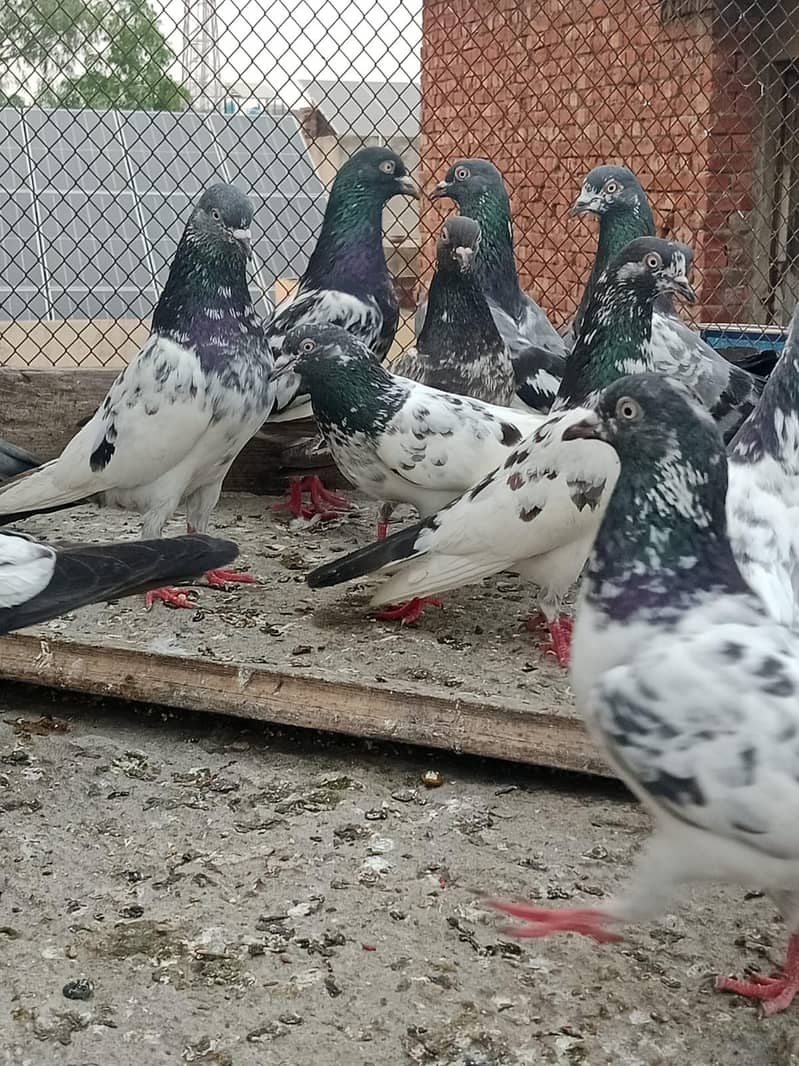 pigeon 5