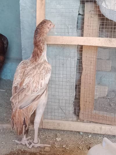 5 months best female chick
