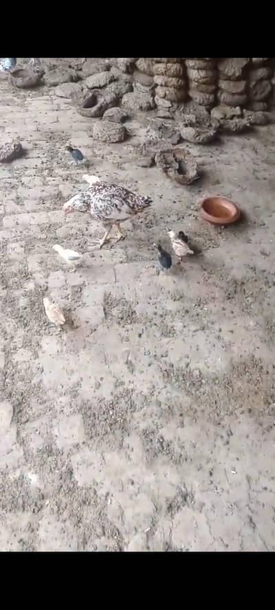 amroha aseel madi sath 7 chosey hai or aik Sindhi madi for sale