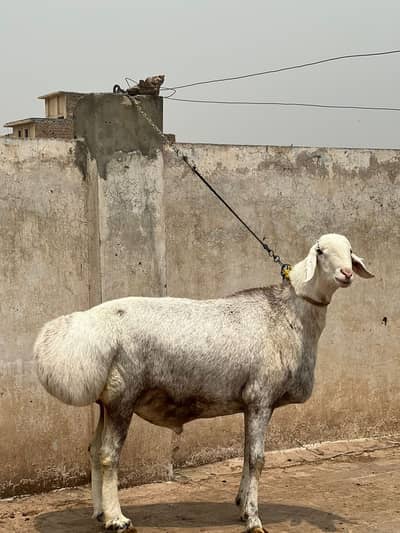 Sheep