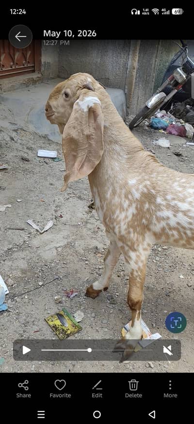 70,000 maka chena bakra age 15 manth