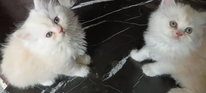 Pure Persian triple coated kittens