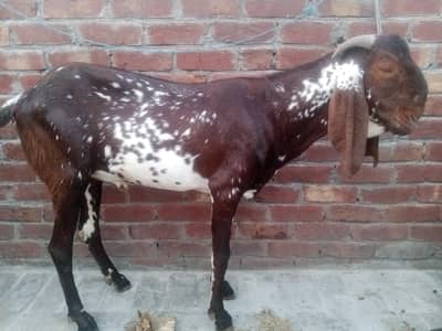 Pure Nagra Desi Bakra  fresh 2 dant sale he 03098287558