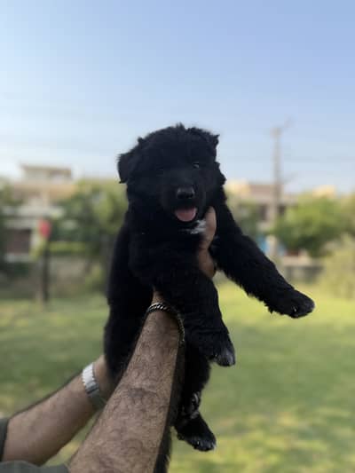 German shepherd