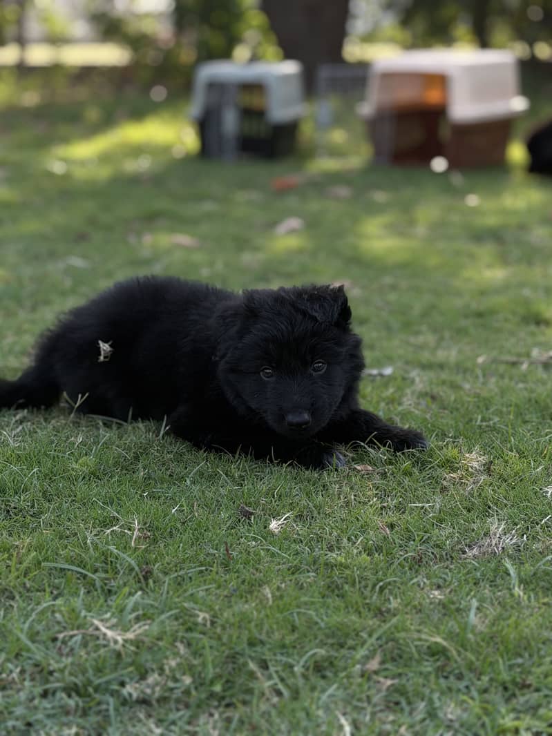 German shepherd 1