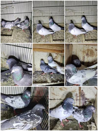 kabotr for sale
