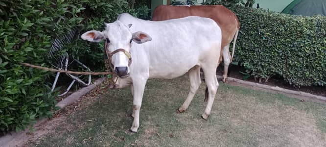 Ghar ki pali hoi
