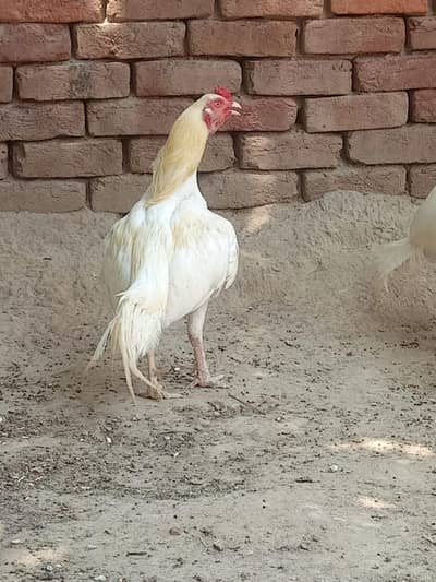 breeder pair heera aseel  22000 price