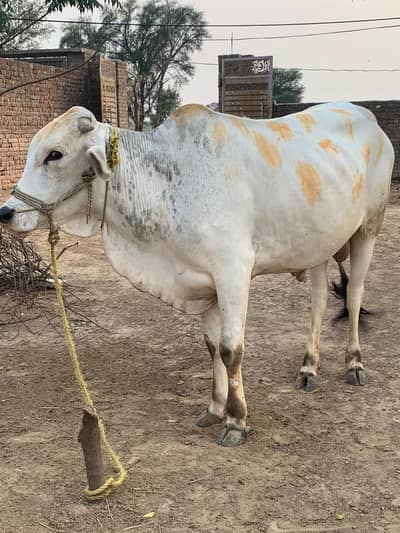 2 wachy  available for qurbani