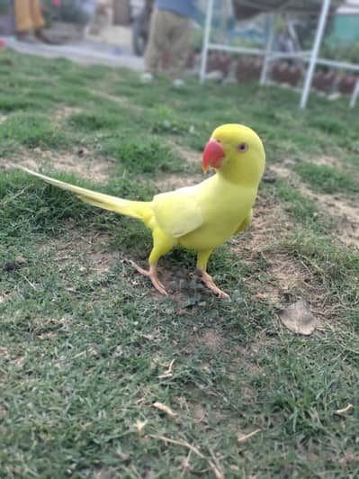 Yellow Handtame talking Ring Neck