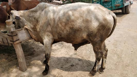 bull / bchra / buchra
