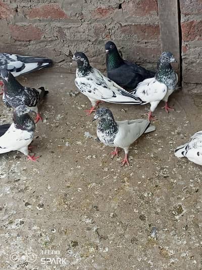 urgent sale