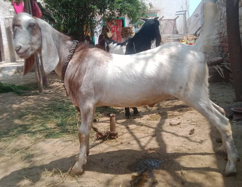 Goats 0