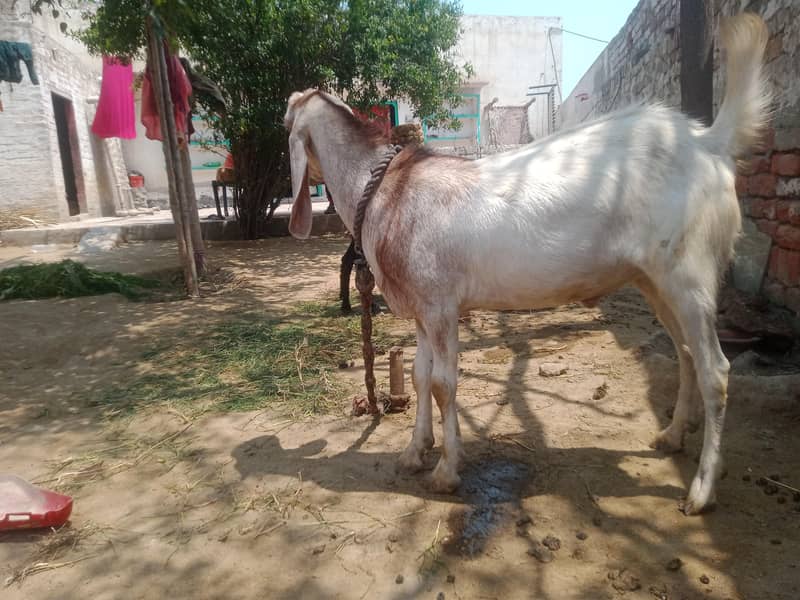 Goats 1
