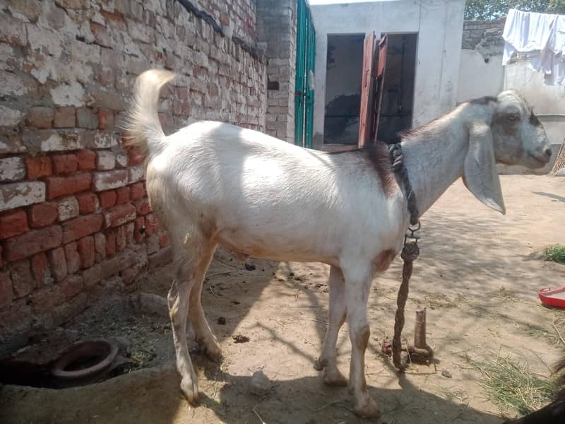 Goats 2