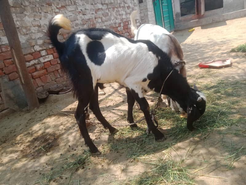 Goats 4