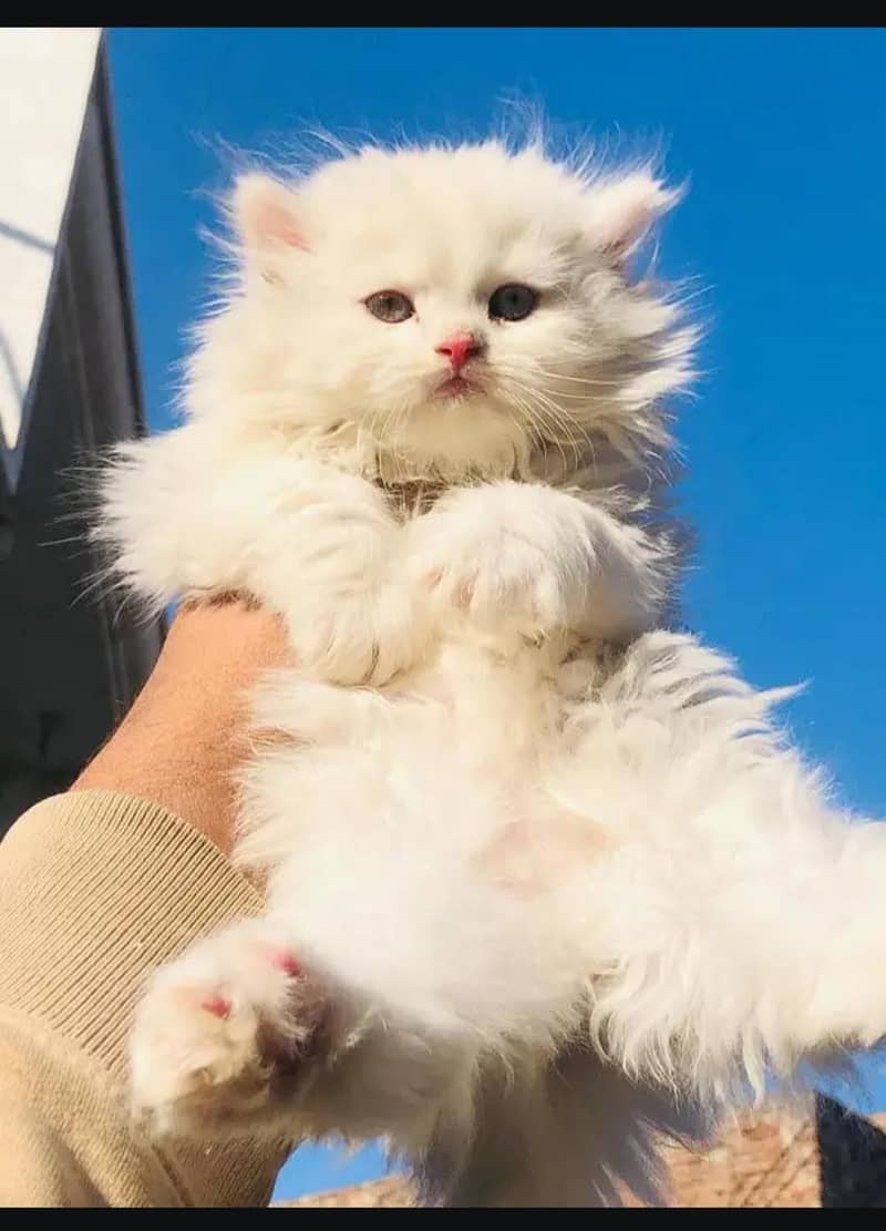 Persian cat  0