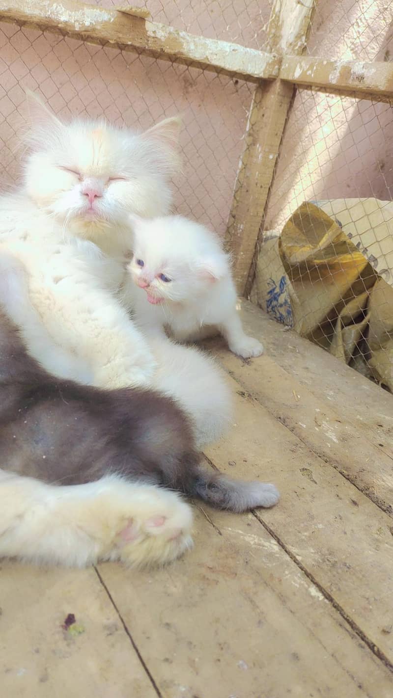 Persian cat  1