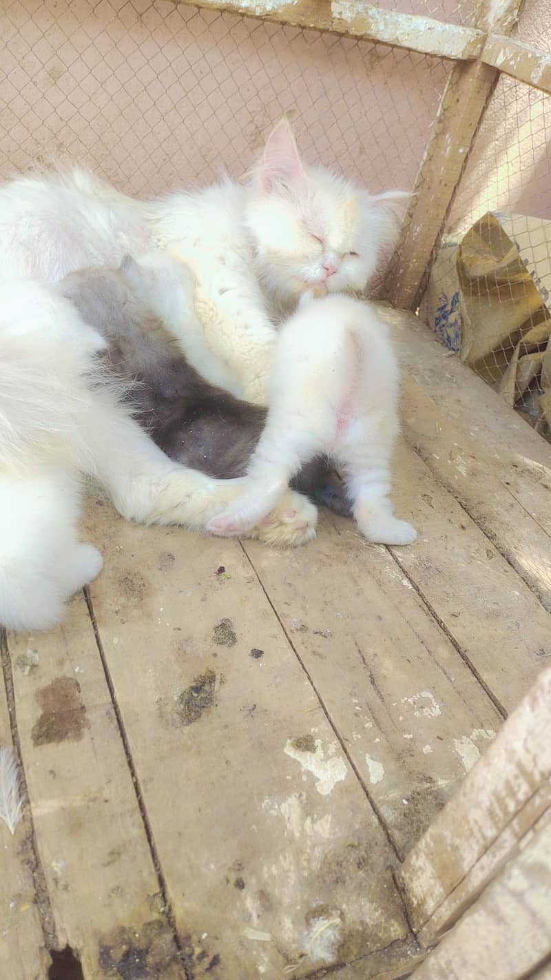 Persian cat  2