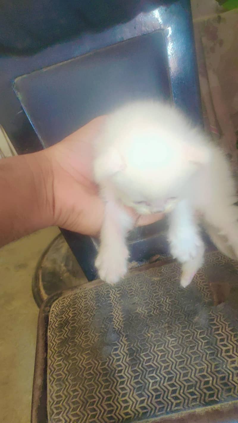 Persian cat  3