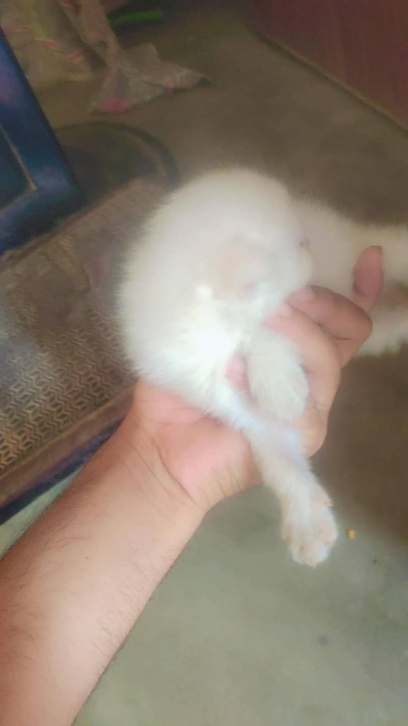 Persian cat  4