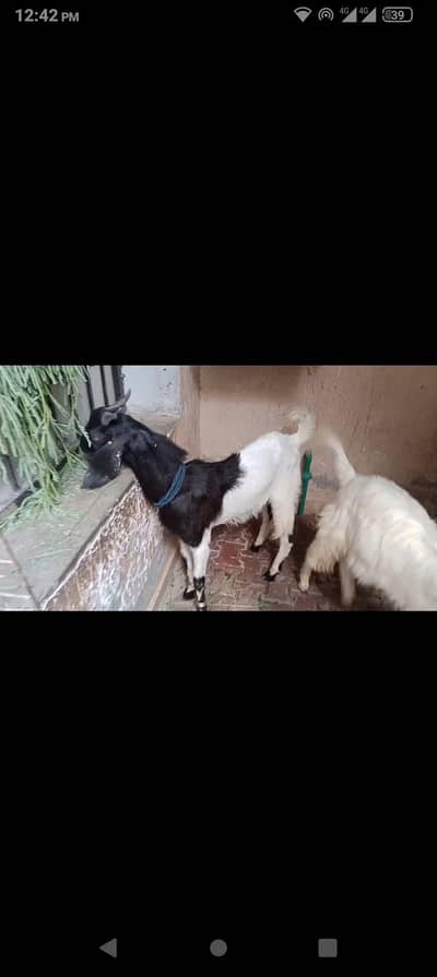 2 dant bakra available  qurbani