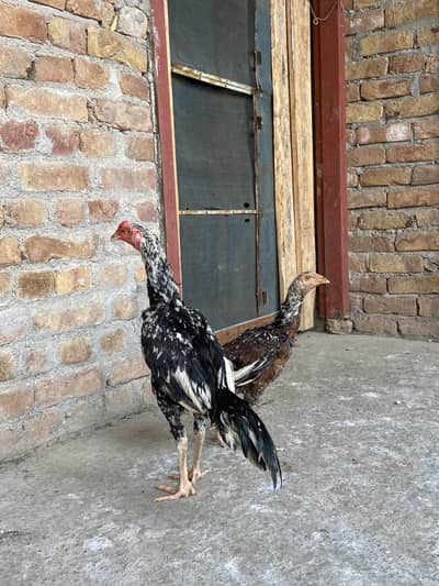1 Aseel pair for sale