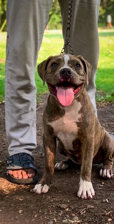 American bully female puppy for sale