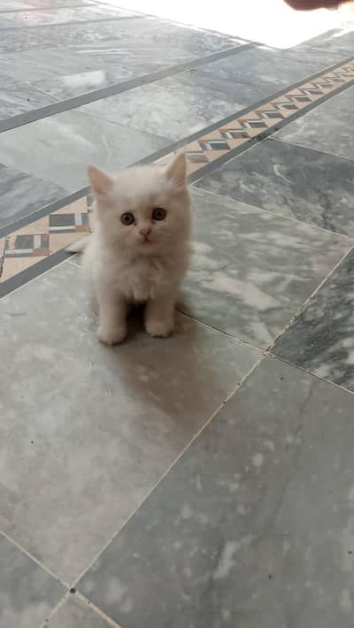 Persian cat Punch face long coat for.   sal